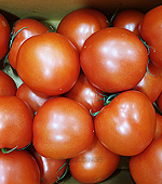 <시장상품>과일_토마토(국산/소분1알200~250g)kg
